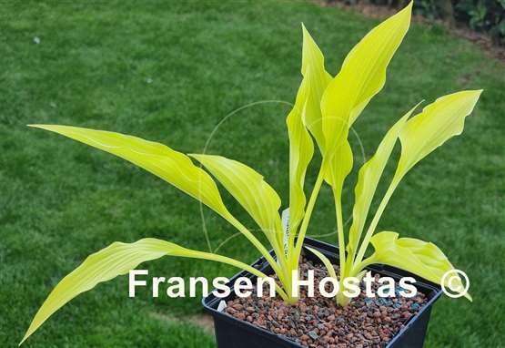 Hosta Frisian Early Gold