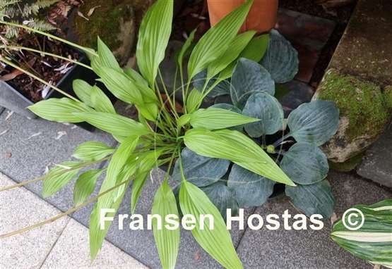 Hosta Frisian Early Gold