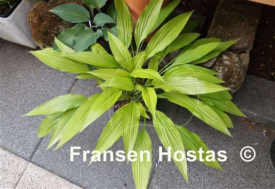 Hosta Frisian Early Gold