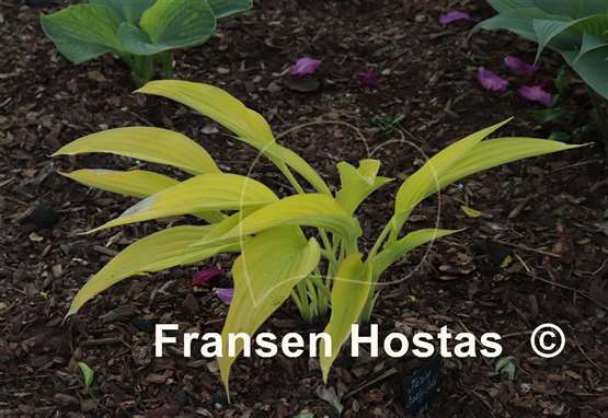 Hosta Frisian Early Gold
