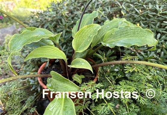 Hosta Frisian Elegance