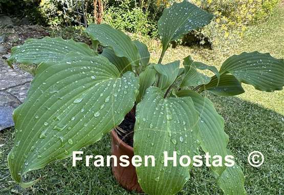 Hosta Frisian Elegance
