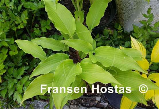 Hosta Frisian Elegance