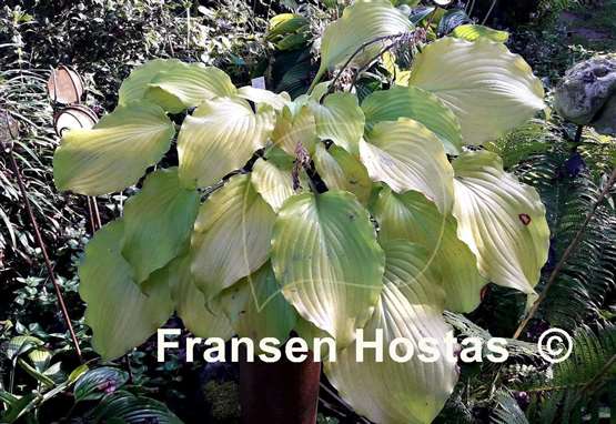 Hosta Frisian Hanging Down