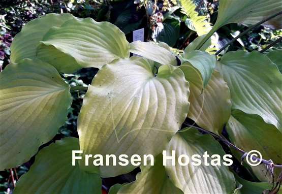 Hosta Frisian Hanging Down