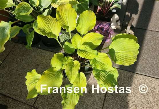 Hosta Frisian Hanging Down