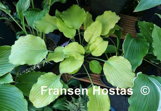 Hosta Frisian Hanging Down