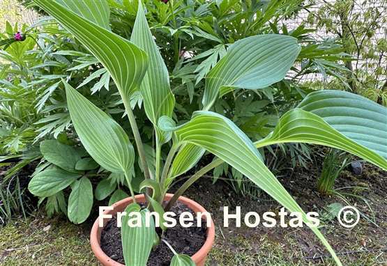 Hosta Frisian Joy