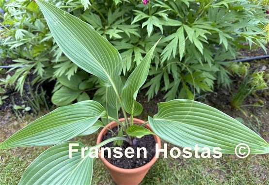Hosta Frisian Joy
