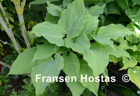 Hosta Frisian Misty Sky