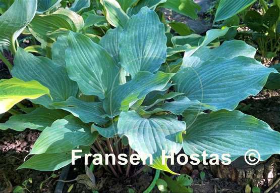 Hosta Frisian Misty Sky
