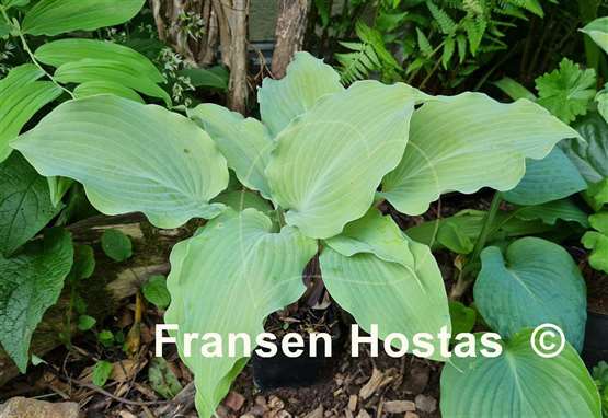 Hosta Frisian Misty Sky
