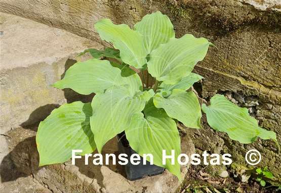 Hosta Frisian Misty Sky