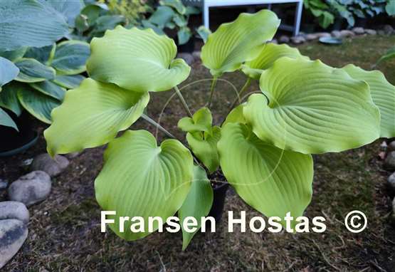 Hosta Frisian Moon Glow