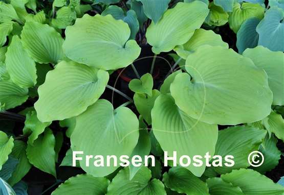 Hosta Frisian Moon Glow