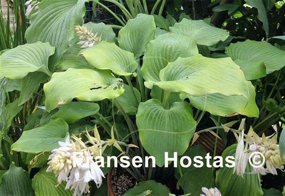 Hosta Frisian Moon Glow