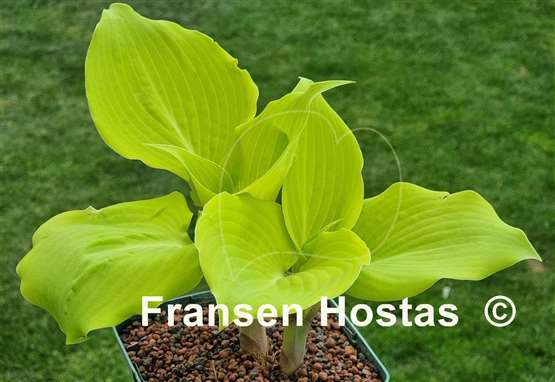 Hosta Frisian Moon Glow