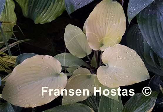Hosta Frisian Moon Glow