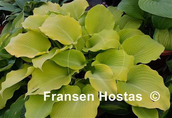 Hosta Frisian Moon Glow