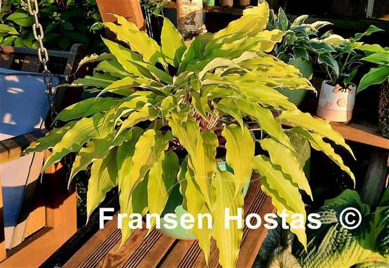 Hosta Frisian Pride