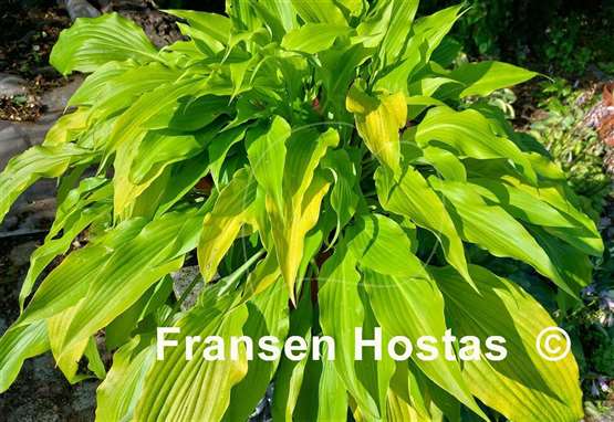 Hosta Frisian Pride