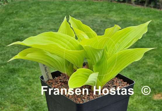 Hosta Frisian Red Surprise
