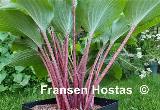 Hosta Frisian Red Surprise