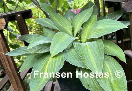 Hosta Frisian Two-Color