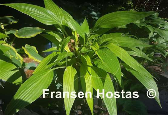 Hosta Frisian Veined Gold
