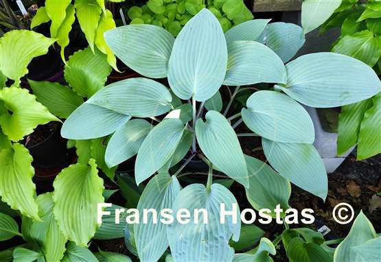 Hosta Frisian Very Blue