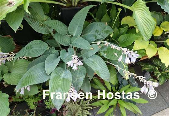Hosta Frisian Very Blue
