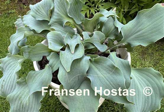 Hosta Frisian Waving Steel