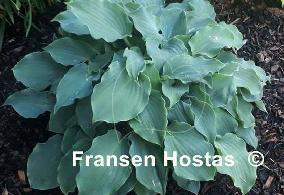 Hosta Frisian Waving Steel