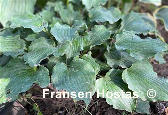 Hosta Frisian Waving Steel