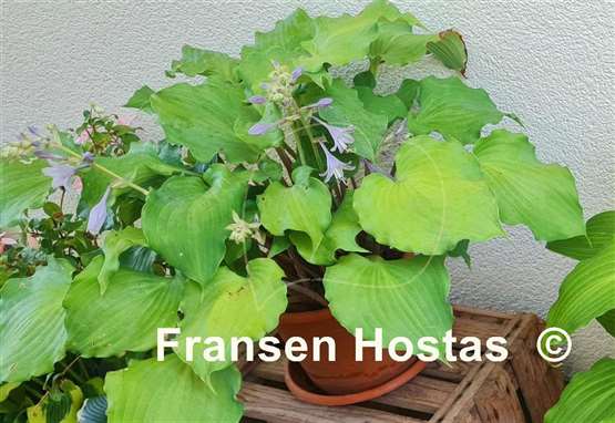 Hosta Frisian Waving Steel