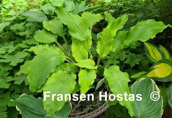 Hosta Frisian Yellow Waves