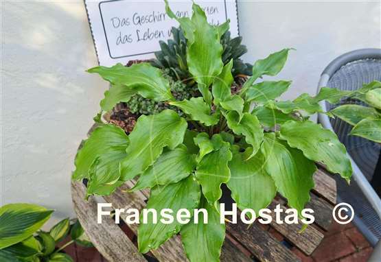 Hosta Frisian Yellow Waves 
