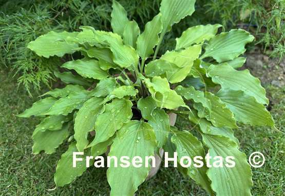 Hosta Frisian Yellow Waves
