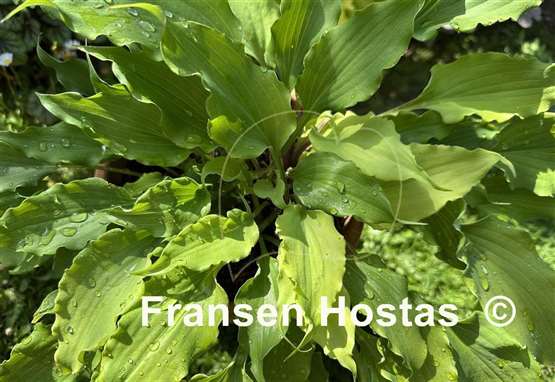 Hosta Frisian Yellow Waves