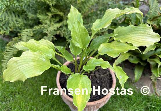 Hosta Frisian Yellow Waves