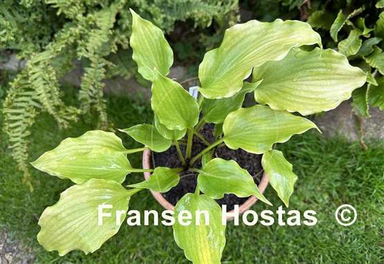 Hosta Frisian Yellow Waves
