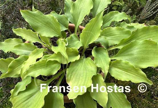Hosta Frisian Yellow Waves
