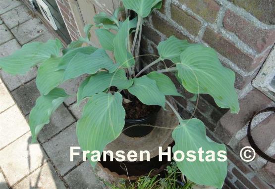 Hosta Frisian Misty Sky