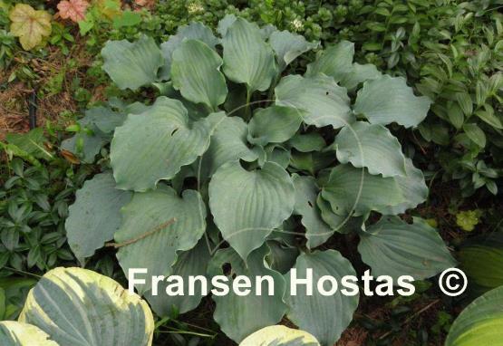 Hosta Frisian Waving Steel