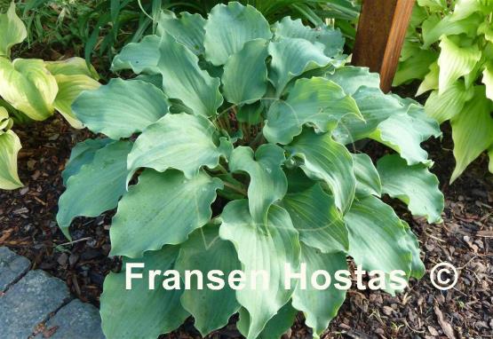 Hosta Frisian Waving Steel