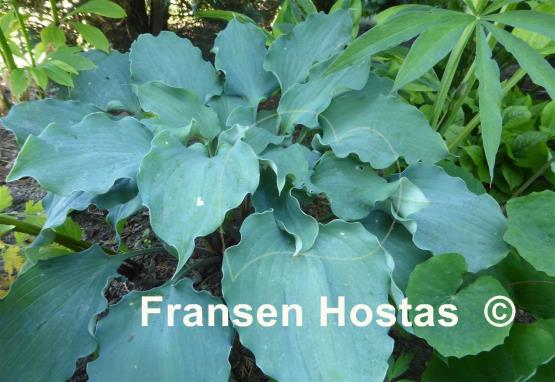 Hosta Frisian Waving Steel