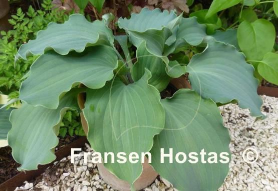 Hosta Frisian Waving Steel