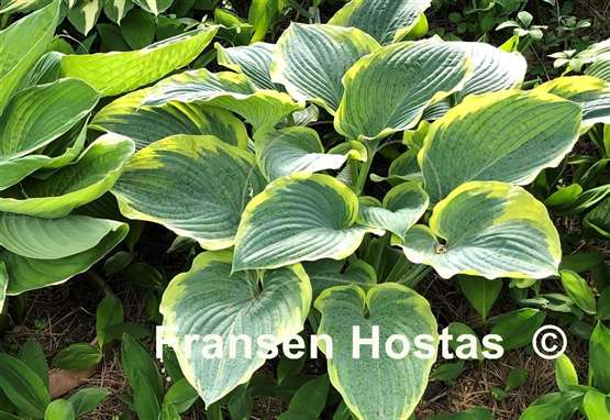 Hosta Frost Giant