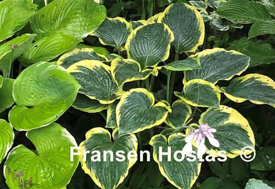 Hosta Frost Giant