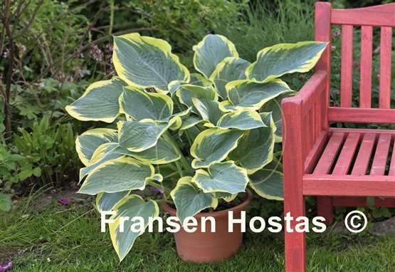 Hosta Frost Giant